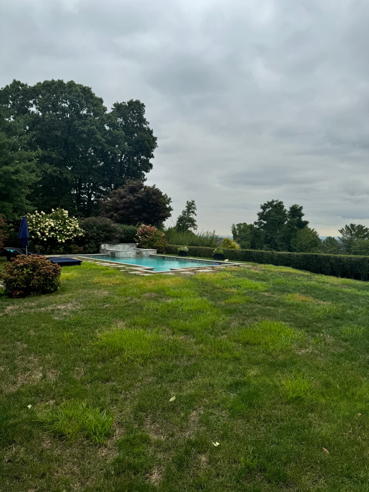Before — thin, patchy Mountainside lawn overrun with nutsedge beside a backyard pool