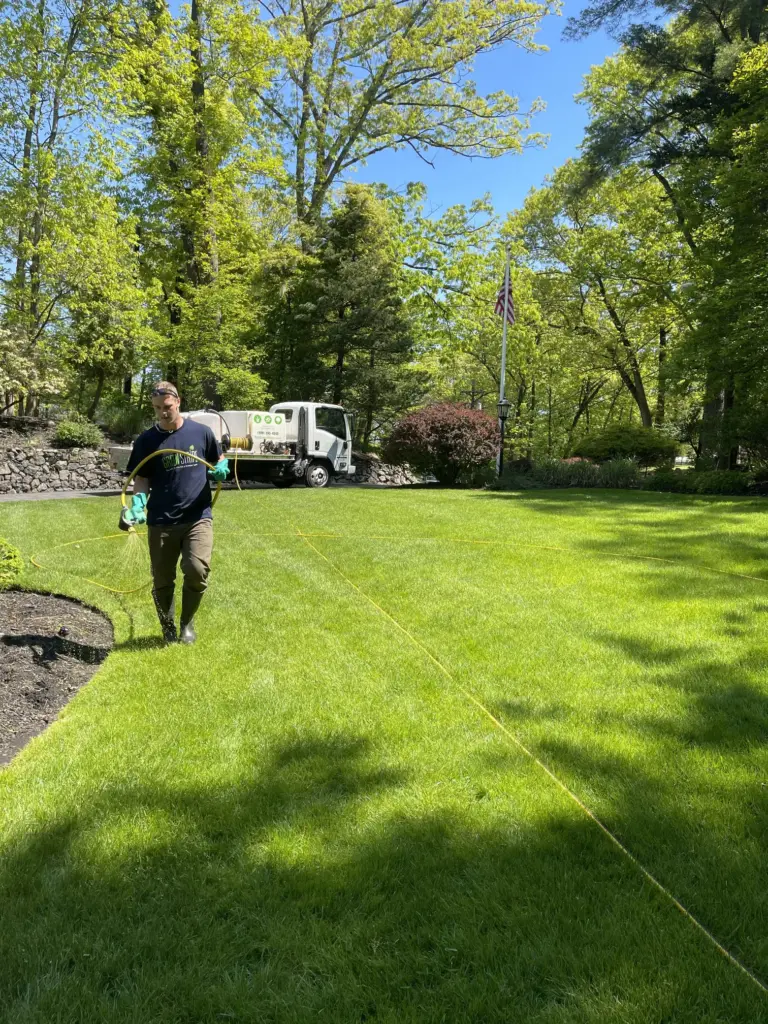 Fertilizing a green lawn