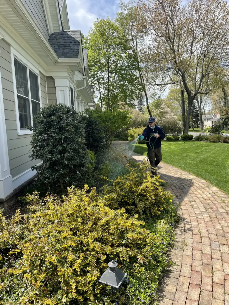 A GreenStripe employee spraying fertilizer on foliage