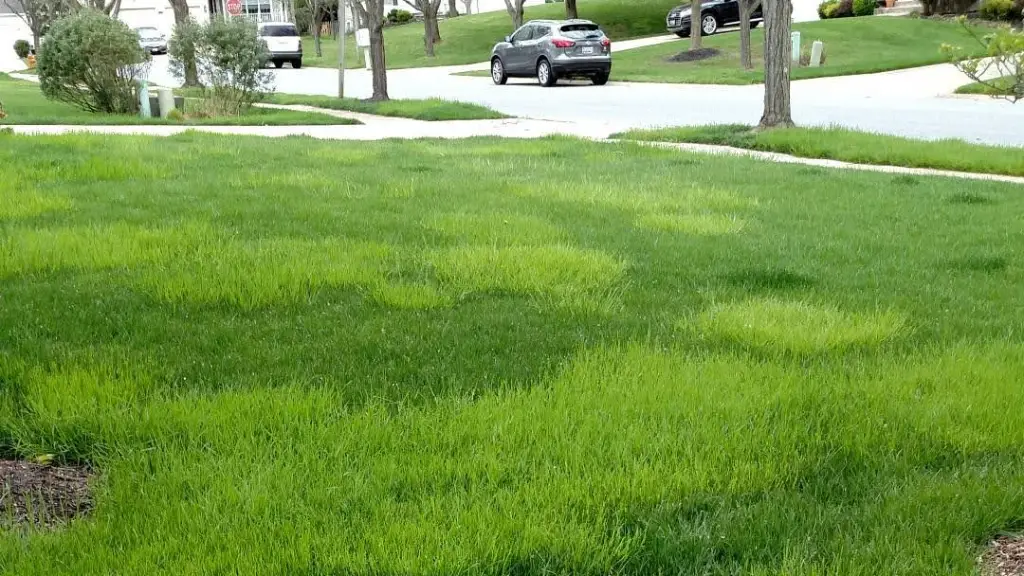 poa tricialis green patches