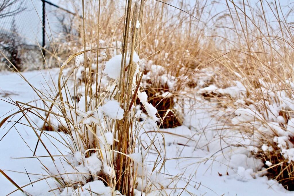 Dead Grass covered in snow in winter