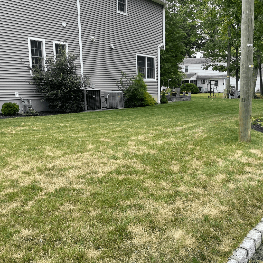 yellow patches on a green lawn caused by fungus and disease