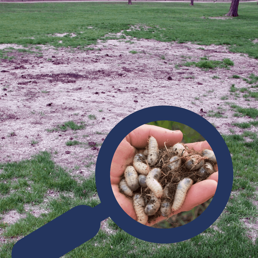 a lot of grubs picked up from soil