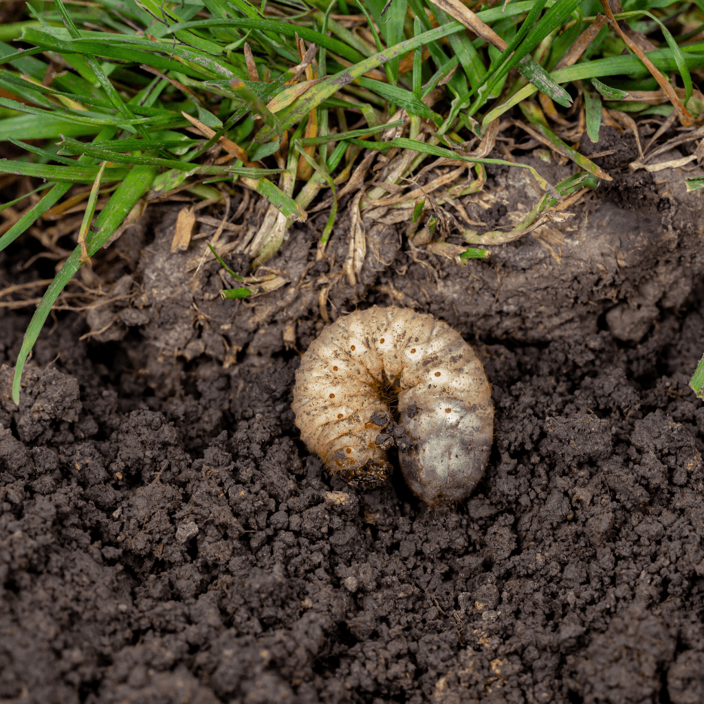 A grub in soil