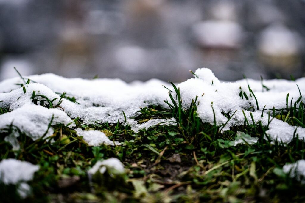 Snow on top of Frosty Grass