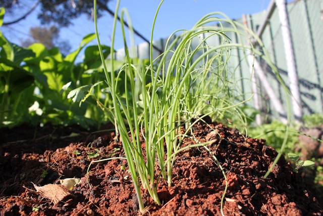 Building Soil Health Organically